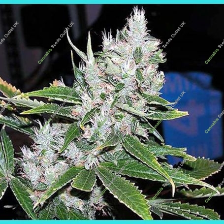 Spice Regular Marijuana Strain by Mr Nice Seeds For Sale Online at Cannabis Seeds Outlet