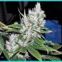 Spice Regular Marijuana Strain by Mr Nice Seeds For Sale Online at Cannabis Seeds Outlet