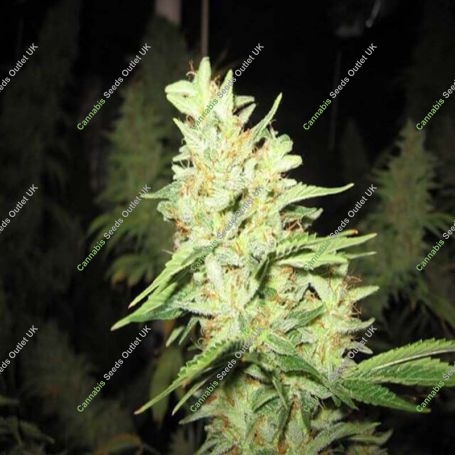 Super Silver Haze Regular Marijuana Strain by Mr Nice Seeds For Sale Online at Cannabis Seeds Outlet