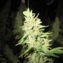 Super Silver Haze Regular Marijuana Strain by Mr Nice Seeds For Sale Online at Cannabis Seeds Outlet