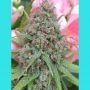 The Cure Regular Marijuana Strain by Mr Nice Seeds For Sale Online at Cannabis Seeds Outlet