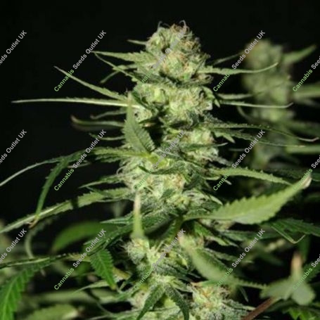 The Doors Regular Marijuana Strain by Mr Nice Seeds For Sale Online at Cannabis Seeds Outlet