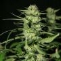 The Doors Regular Marijuana Strain by Mr Nice Seeds For Sale Online at Cannabis Seeds Outlet