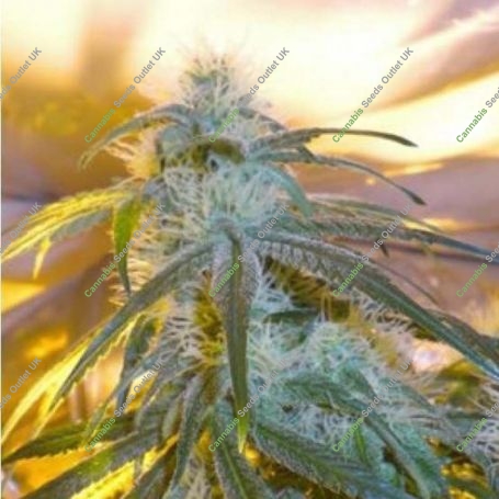 The Stones Regular Marijuana Strain by Mr Nice Seeds For Sale Online at Cannabis Seeds Outlet