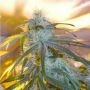 The Stones Regular Marijuana Strain by Mr Nice Seeds For Sale Online at Cannabis Seeds Outlet