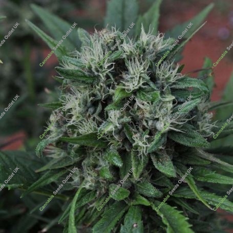 U2 Regular Marijuana Strain by Mr Nice Seeds For Sale Online at Cannabis Seeds Outlet