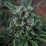 U2 Regular Marijuana Strain by Mr Nice Seeds For Sale Online at Cannabis Seeds Outlet