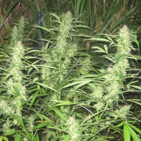 Walkabout Regular Marijuana Strain by Mr Nice Seeds For Sale Online at Cannabis Seeds Outlet