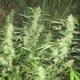 Walkabout Regular Marijuana Strain by Mr Nice Seeds For Sale Online at Cannabis Seeds Outlet