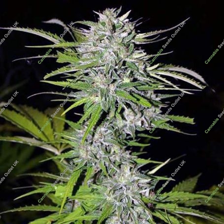 Afghani Kush Feminized Marijuana Strain by Next Generation For Sale Online at Cannabis Seeds Outlet