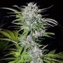 Afghani Kush Feminized Marijuana Strain by Next Generation For Sale Online at Cannabis Seeds Outlet