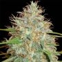 Afghani x Skunk No.1 Regular Marijuana Strain by Next Generation For Sale Online at Cannabis Seeds Outlet