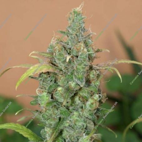 AK Auto Feminized Marijuana Strain by Next Generation For Sale Online at Cannabis Seeds Outlet