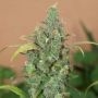 AK Auto Feminized Marijuana Strain by Next Generation For Sale Online at Cannabis Seeds Outlet
