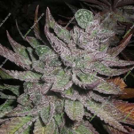 Avalon Regular Marijuana Strain by Next Generation For Sale Online at Cannabis Seeds Outlet