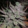 Avalon Regular Marijuana Strain by Next Generation For Sale Online at Cannabis Seeds Outlet