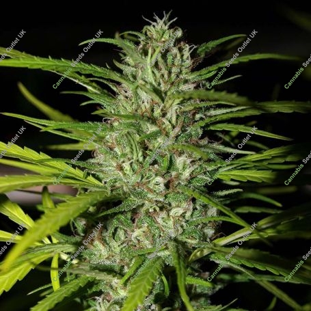 Grapefruit Haze Auto Feminized Marijuana Strain by Next Generation For Sale Online at Cannabis Seeds Outlet