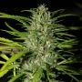 Grapefruit Haze Auto Feminized Marijuana Strain by Next Generation For Sale Online at Cannabis Seeds Outlet