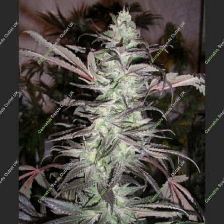 BC Big Bang Regular Marijuana Strain by Next Generation For Sale Online at Cannabis Seeds Outlet