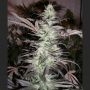 BC Big Bang Regular Marijuana Strain by Next Generation For Sale Online at Cannabis Seeds Outlet