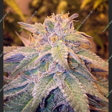 BC Blueberry OG Feminized Marijuana Strain by Next Generation For Sale Online at Cannabis Seeds Outlet