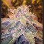 BC Blueberry OG Feminized Marijuana Strain by Next Generation For Sale Online at Cannabis Seeds Outlet