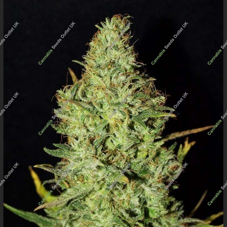 BC Golden Skunk Feminized Marijuana Strain by Next Generation For Sale Online at Cannabis Seeds Outlet