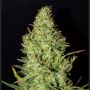 BC Golden Skunk Feminized Marijuana Strain by Next Generation For Sale Online at Cannabis Seeds Outlet