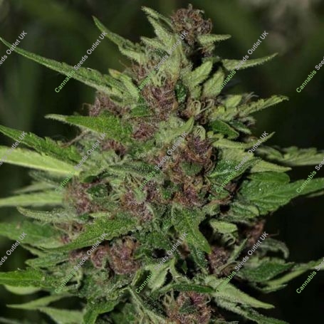 BC Early Blueberry Feminized Marijuana Strain by Next Generation For Sale Online at Cannabis Seeds Outlet