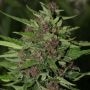 BC Early Blueberry Feminized Marijuana Strain by Next Generation For Sale Online at Cannabis Seeds Outlet
