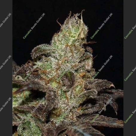 BC Purps Feminized Marijuana Strain by Next Generation For Sale Online at Cannabis Seeds Outlet
