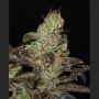 BC Purps Feminized Marijuana Strain by Next Generation For Sale Online at Cannabis Seeds Outlet