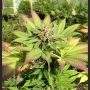 Blueberry Punch Regular Marijuana Strain by Next Generation For Sale Online at Cannabis Seeds Outlet