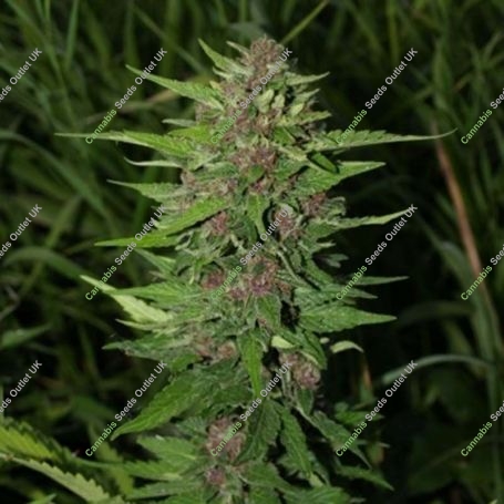 Blueberry Auto Feminized Marijuana Strain by Next Generation For Sale Online at Cannabis Seeds Outlet
