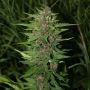 Blueberry Auto Feminized Marijuana Strain by Next Generation For Sale Online at Cannabis Seeds Outlet