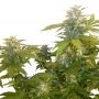 Bonkers Regular Marijuana Strain by Next Generation For Sale Online at Cannabis Seeds Outlet