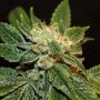 Chemdog Millionaire Feminized Marijuana Strain by Next Generation For Sale Online at Cannabis Seeds Outlet