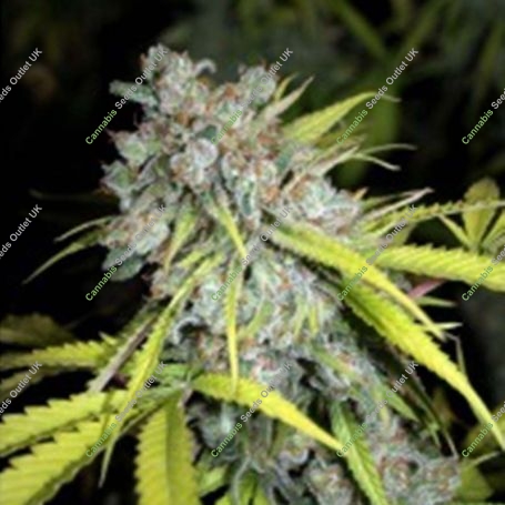 Critical Magic Feminized Marijuana Strain by Next Generation For Sale Online at Cannabis Seeds Outlet