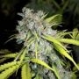 Critical Magic Feminized Marijuana Strain by Next Generation For Sale Online at Cannabis Seeds Outlet