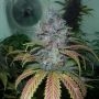 Dynamite Feminized Marijuana Strain by Next Generation For Sale Online at Cannabis Seeds Outlet