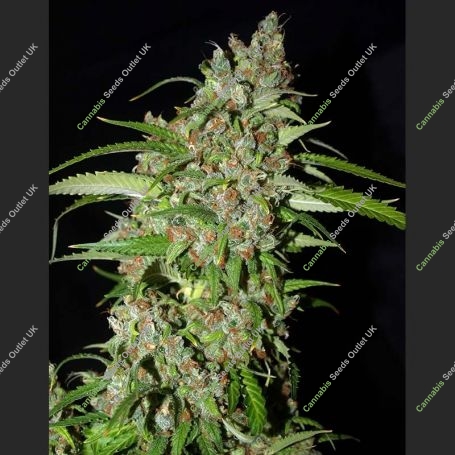 Dynamite Auto Feminized Marijuana Strain by Next Generation For Sale Online at Cannabis Seeds Outlet