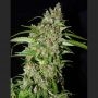 Dynamite Auto Feminized Marijuana Strain by Next Generation For Sale Online at Cannabis Seeds Outlet