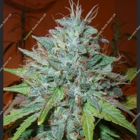 Grapefruit Kush Regular Marijuana Strain by Next Generation For Sale Online at Cannabis Seeds Outlet