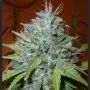 Grapefruit Kush Regular Marijuana Strain by Next Generation For Sale Online at Cannabis Seeds Outlet