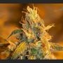 Grapeskunk Regular Marijuana Strain by Next Generation For Sale Online at Cannabis Seeds Outlet