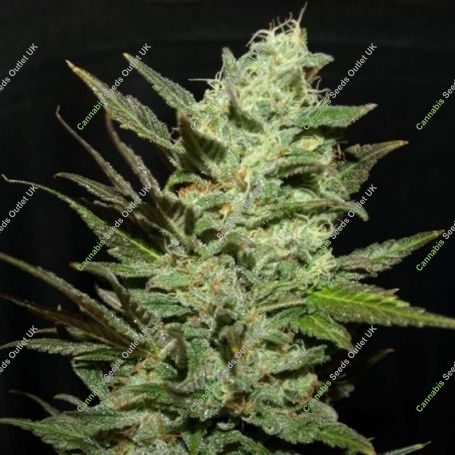 Grapefruit Haze Feminized Marijuana Strain by Next Generation For Sale Online at Cannabis Seeds Outlet