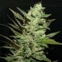Grapefruit Haze Feminized Marijuana Strain by Next Generation For Sale Online at Cannabis Seeds Outlet