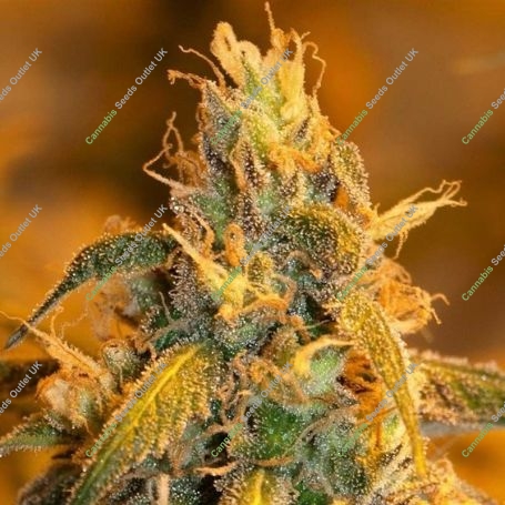 Grapefruit Cheese Feminized Marijuana Strain by Next Generation For Sale Online at Cannabis Seeds Outlet