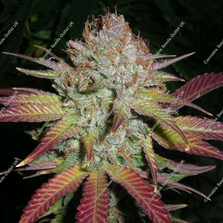 Grapefruit Diesel Feminized Marijuana Strain by Next Generation For Sale Online at Cannabis Seeds Outlet