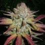 Grapefruit Diesel Feminized Marijuana Strain by Next Generation For Sale Online at Cannabis Seeds Outlet